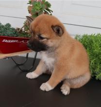 Puppies for sale , shiba inu - Armenia, Armenia