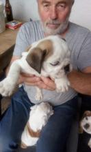 Puppies for sale english bulldog - USA, Kansas