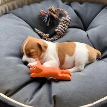 Puppies for sale jack russell terrier - Hungary, Budapest