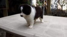 Puppies for sale border collie - Germany, Brandenburg