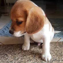 Puppies for sale beagle - Luxembourg, Luxembourg