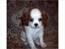 Puppies for sale king charles spaniel - Luxembourg, Luxembourg