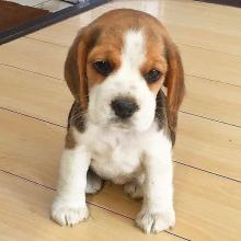 Puppies for sale beagle - Netherlands, Groningen