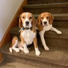 Puppies for sale beagle - Netherlands, Oldebroek