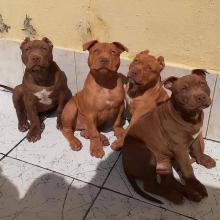 Puppies for sale american pit-bull terrier - Netherlands, Groningen