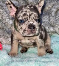 Puppies for sale french bulldog - Czech Republic, Brno