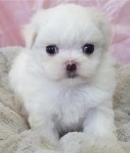 Puppies for sale maltese - Tajikistan, Kulyab