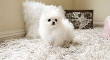 Puppies for sale pomeranian spitz - Canada, Alberta, Calgary