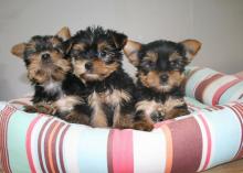 Puppies for sale yorkshire terrier - United Kingdom, Glasgow
