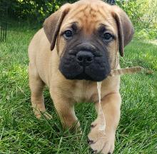 Puppies for sale bullmastiff - Germany, . Price 22 €