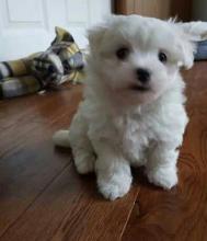 Puppies for sale maltese - Ireland, BELFAST
