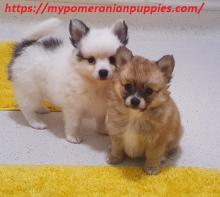 Puppies for sale pomeranian spitz - Finland, Helsinki