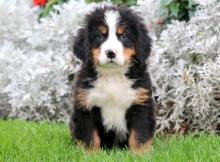 Puppies for sale bernese mountain dog - Austria, Vienna. Price 155 €