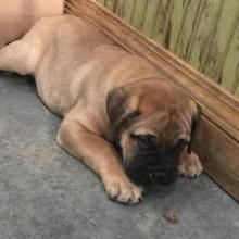 Puppies for sale bullmastiff - United Kingdom, Yorkshire