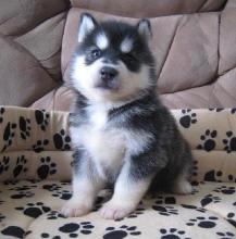 Puppies for sale , siberian husky puppies - France, Kann