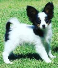 Puppies for sale papillon and phalene - Latvia, Riga. Price 32 €