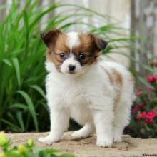 Puppies for sale papillon and phalene - Ireland, Cork