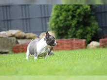 Puppies for sale french bulldog - Poland, Sosnowiec