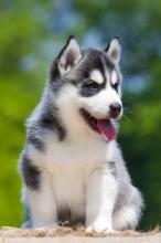 Puppies for sale haski - Austria, Graz. Price 32 €