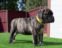 Puppies for sale bullmastiff - Ireland, Cork