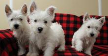 Puppies for sale west highland white terrier - Portugal, Lisbon. Price 155 €