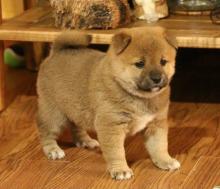 Puppies for sale , shiba inu - Ireland, Antrim