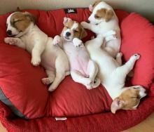 Puppies for sale jack russell terrier - Ireland, BELFAST