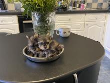 Puppies for sale yorkshire terrier - Germany, Munich