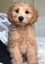 Puppies for sale , cockapoo - Ireland, BELFAST
