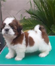 Puppies for sale shih tzu - Ireland, Leitrim