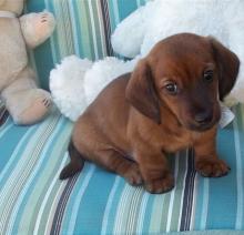 Puppies for sale dachshund - Portugal, Lisbon