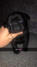 Puppies for sale pug - Hungary, Debrecen