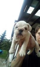 Puppies for sale english bulldog - USA, California, San Jose. Price 400 $