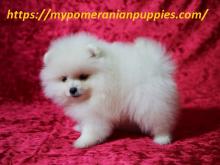 Puppies for sale pomeranian spitz - Slovakia, Luhacovice