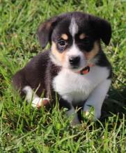 Puppies for sale , corgi - Azerbaijan, Ganja
