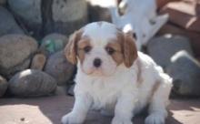 Puppies for sale king charles spaniel - Finland, Helsinki