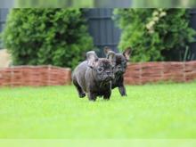 Puppies for sale french bulldog - Azerbaijan, Ganja