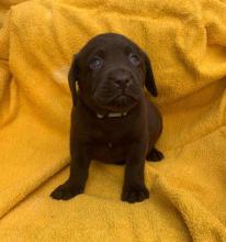 Puppies for sale labrador - Ireland, Dublin