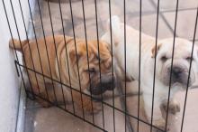 Puppies for sale shar pei - Portugal, Lisbon