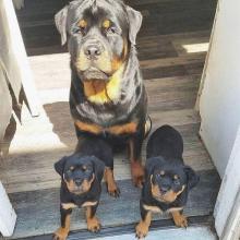 Puppies for sale rottweiler - Greece, Thessaloniki. Price 155 €