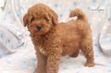 Puppies for sale other breed, goldendoodle - Ireland, Cork