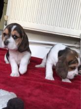 Puppies for sale beagle - Ireland, Dublin
