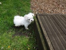 Puppies for sale maltese - Ireland, Cork