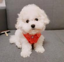 Puppies for sale maltese - Ireland, BELFAST