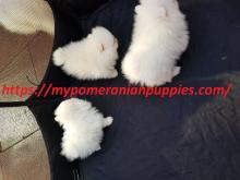 Puppies for sale pomeranian spitz - Slovakia, Plzen