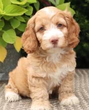 Puppies for sale ,  cockapoo - Azerbaijan, Ganja