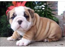 Puppies for sale english bulldog - Ireland, Dublin