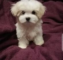 Puppies for sale maltese - Ireland, CRAIGAVON