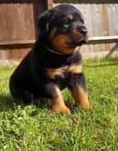 Puppies for sale rottweiler - Portugal, Lisbon