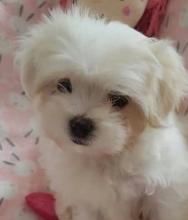Puppies for sale maltese - Ireland, DUNDALK